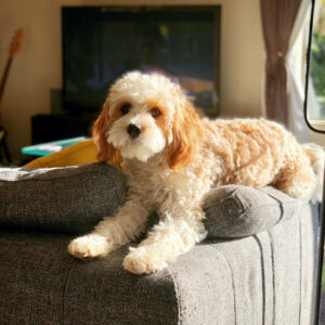 cavoodle eleveur france