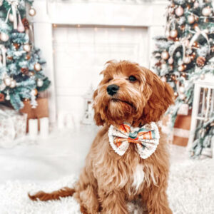 elevage de cavapoo chiot cavapoo