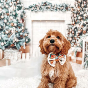 elevage de cavapoo chiot cavapoo