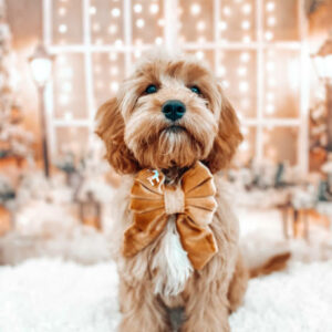elevage de cavapoo chiot cavapoo