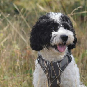 cavapoo noir et blanc