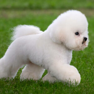elevage de bichon