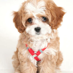 chiot maltipoo blanc et orange