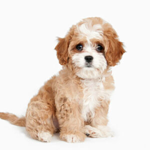 elevage de chiot maltopoo