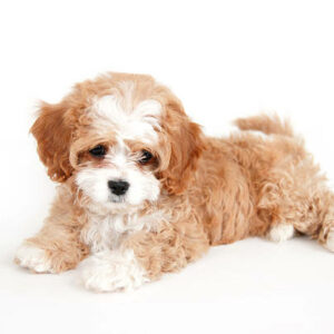 eleveur de maltipoo