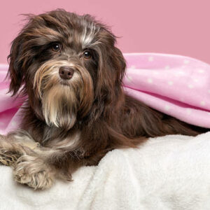 chiot bichon havanais chocolat