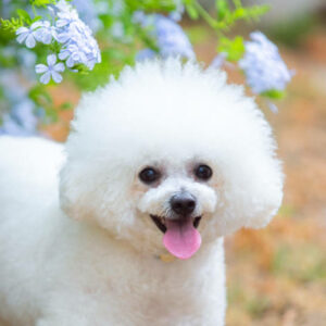 elevage de bichon frisé eure et loir , paris