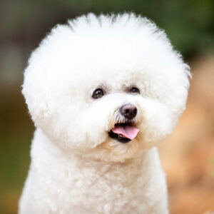 elevage de bichon blanc