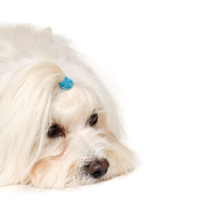 Coton de tulear