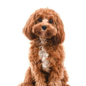 cavapoo elevage france