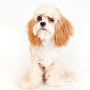 eleveur de maltipoo paris normandie