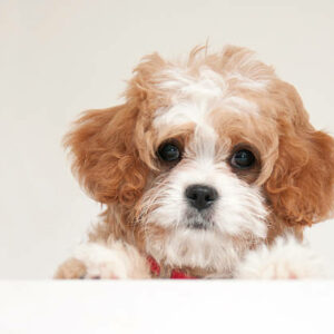 elevage de maltipoo