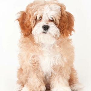 elevage de maltipoo paris normandie