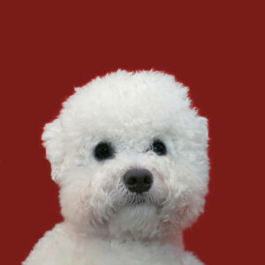 chiots bichon frisé blanc