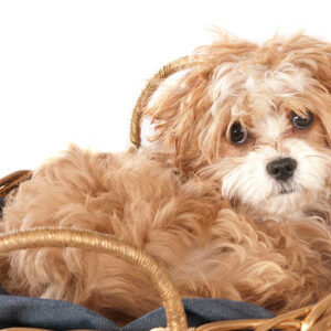 elevage de chiot maltipoo proche de paris