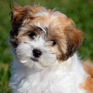 chiot bichon havanais regions parisienne