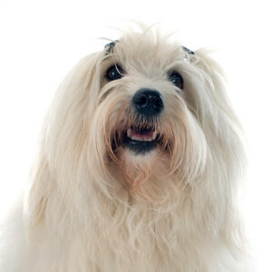 elevage de coton de tulear proche de paris