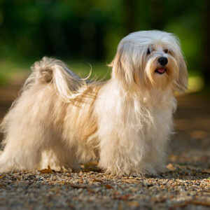 elevage de bichon havanais normandie paris