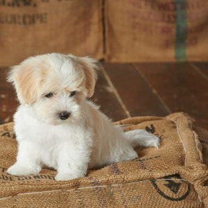 coton de tulear chiot
