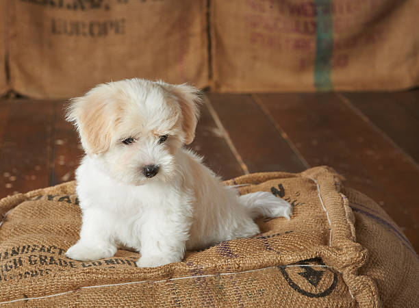 coton de tulear chiot