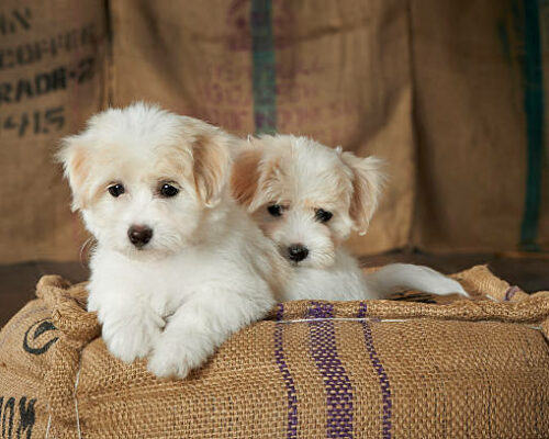 chiot coton de tulear elevage