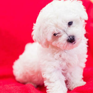 elevage de chiot bichon frisé