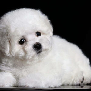 Chiot bichon frisé