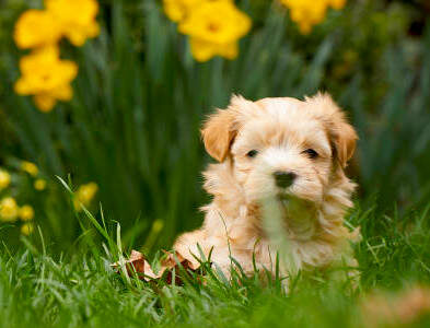chiot bichon havanais fauve