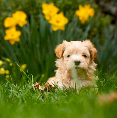 chiot bichon havanais fauve