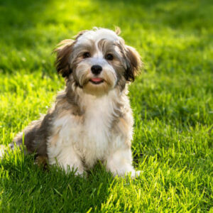 chiot bichon havanais