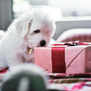 Chiot coton de tulear coloré