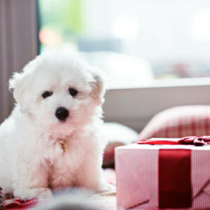 Chiot coton de tulear