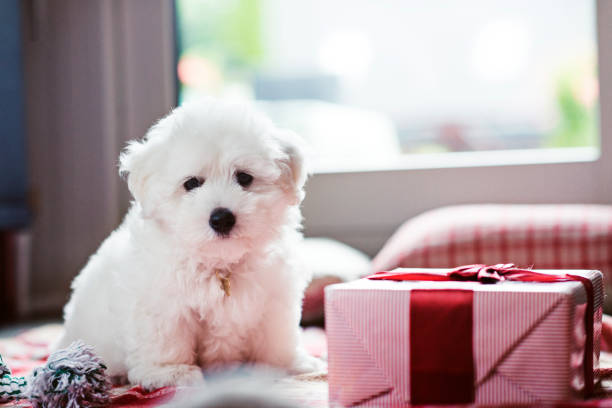 Chiot coton de tulear