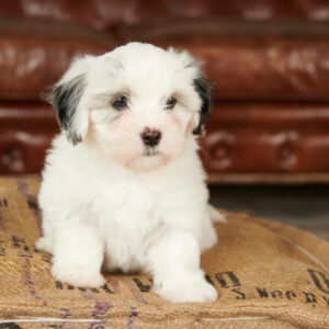 coton de tulear coloré