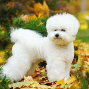 bichon chien blanc