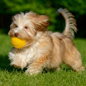 chiot bichon havanais fauve