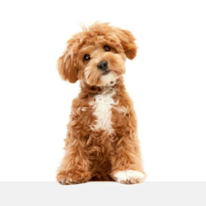 Chiot maltipoo regions parisienne