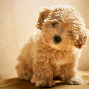 Chiot maltipoo paris