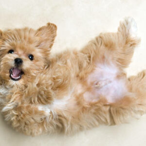chiot maltipoo paris normandie