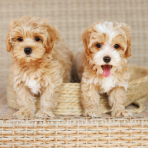 chiot maltipoo
