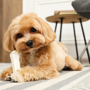 maltipoo abricot