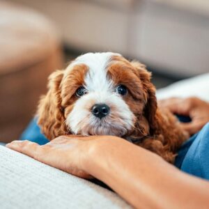 Chiots cavapoo