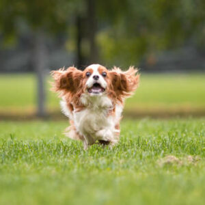 Cavalier king charles Cavalier king charles