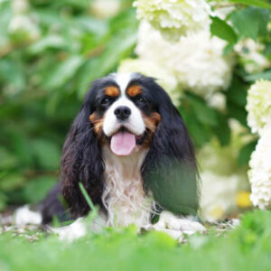 elevage cavalier king charles tricolore elevage cavalier king charles tricolore