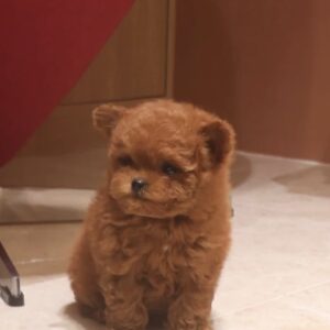 elevage de pomapoo france paris