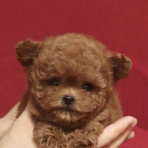 elevage de pomapoo teddy bear