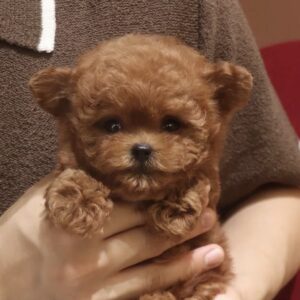 chiot teddy bear pomapoo paris