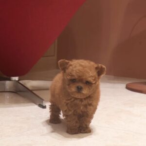 eleveur de teddy bear pomapoo