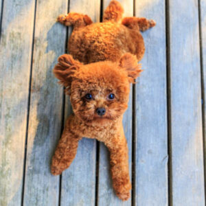 pomapoo teddy bear tiny toy tea cup